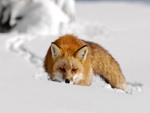 red fox approaching