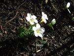 Small white flower after the rains