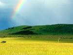 Rainbow Field