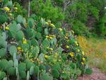 Texas Prickly Pear