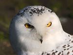 White Owl
