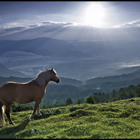 horse in sun light