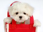 Lovely White Puppy Dog