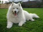 Samoyedo