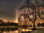 Weeping Willow Sunset