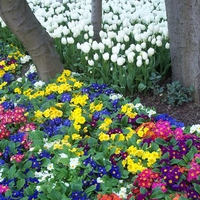 Spring Flowers