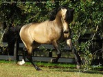 Lusitan Stallion