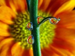 Dew On Sunflowers