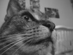 Cat in Black and White