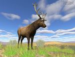 Elk in WolfQuest