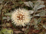 Lonely  autumn dandelion