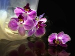 Orchid
