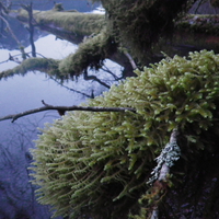 Moss 011