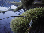 Moss 011