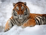 SNOW TIGER