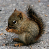 squirrel-10126-2560x1600.jpg