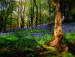bluebell forest