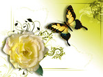 Yellow Rose and Butterfly F2