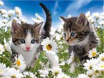 Cute kittens