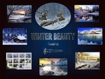 Winter Beauty