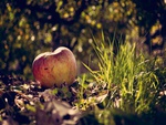 fallen apple
