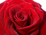 Red rose
