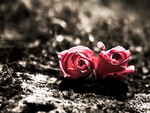 Two lonely roses