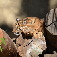 Sleeping Tiger Cub