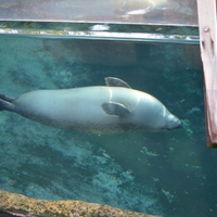 Seal Having fun swimming upside down
