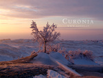 Pink morning in Curonia in winter