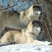 Two Beautiful Wolves in Snow For my Dear Angel friend Glyn ( universelover )