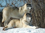 Two Beautiful Wolves in Snow For my Dear Angel friend Glyn ( universelover )
