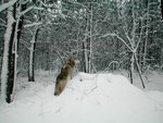 Wolf in Snow