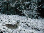 Lonely Wolf hunting in the snow