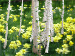 birches and daffodils