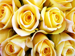 Roses for Anne(YellowForever)
