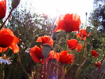 Red poppies