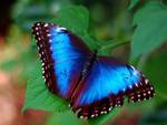 blue butterfly
