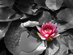 Water Lily