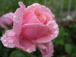 pink rose