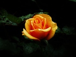 orange_rose.