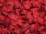 Carpet of Rose Petals