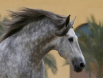 Dappled Andalusian
