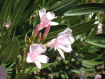 Oleanders in Bloom