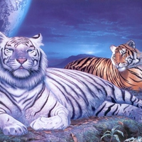 tigers
