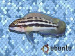 Julidochromis