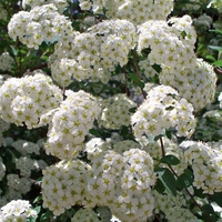 flowering shrub