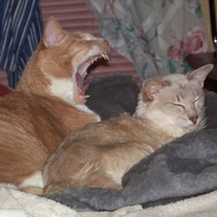 "She dosen't suspect a thing!"