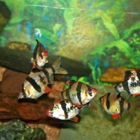 tiger barbs