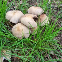 Mushrooms
